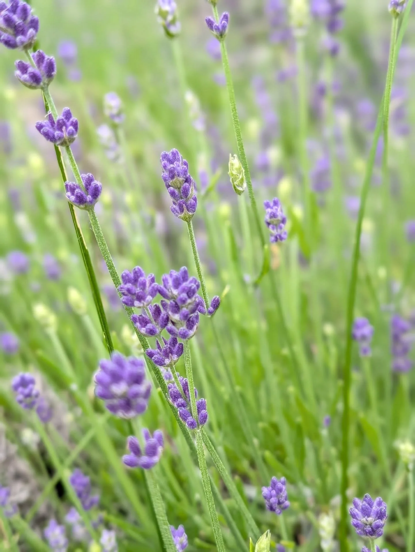 Came home from a few days in Houston this morning with lavender in bloom! Some of the varieties are budding out now with more on the way 💜💜💜