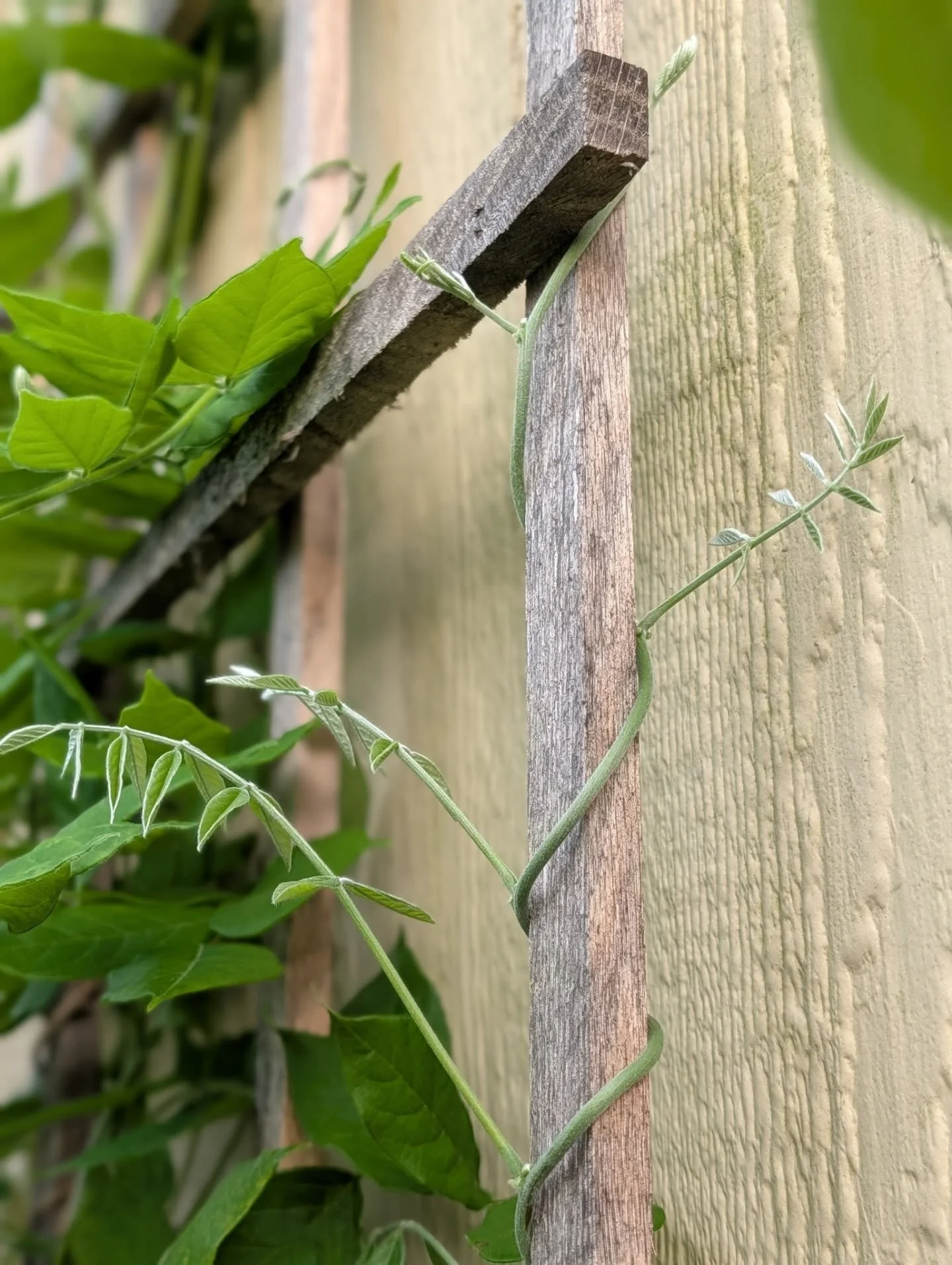 I absolutely love watching my wisteria grow. It's now starting to climb over my shed barn 😅🫶🏼🌿