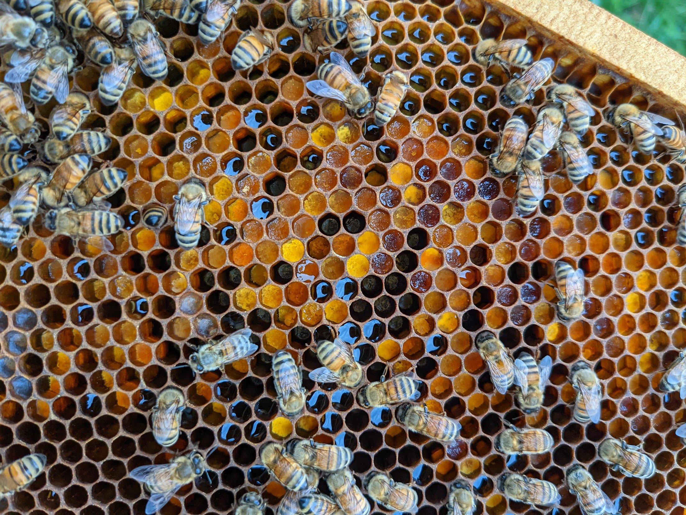 Honeybees — Bee loved lavender