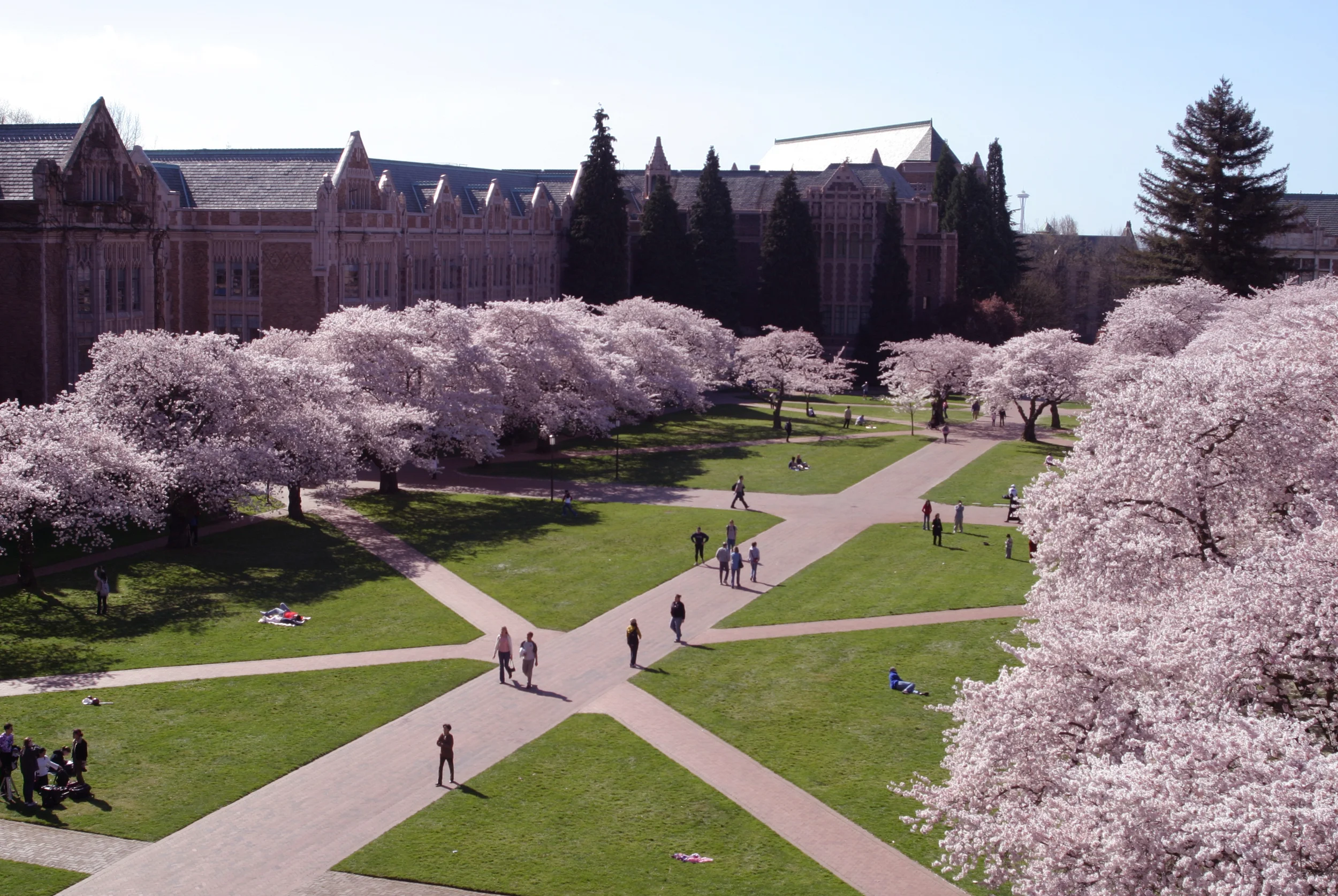 The Quad view from the windows of School of Art building at the University of Washington. One of the most beautiful spots on campus, especially in March, when all the cherry trees are in bloom. I feel very fortunate and proud to have been a part of this place. 