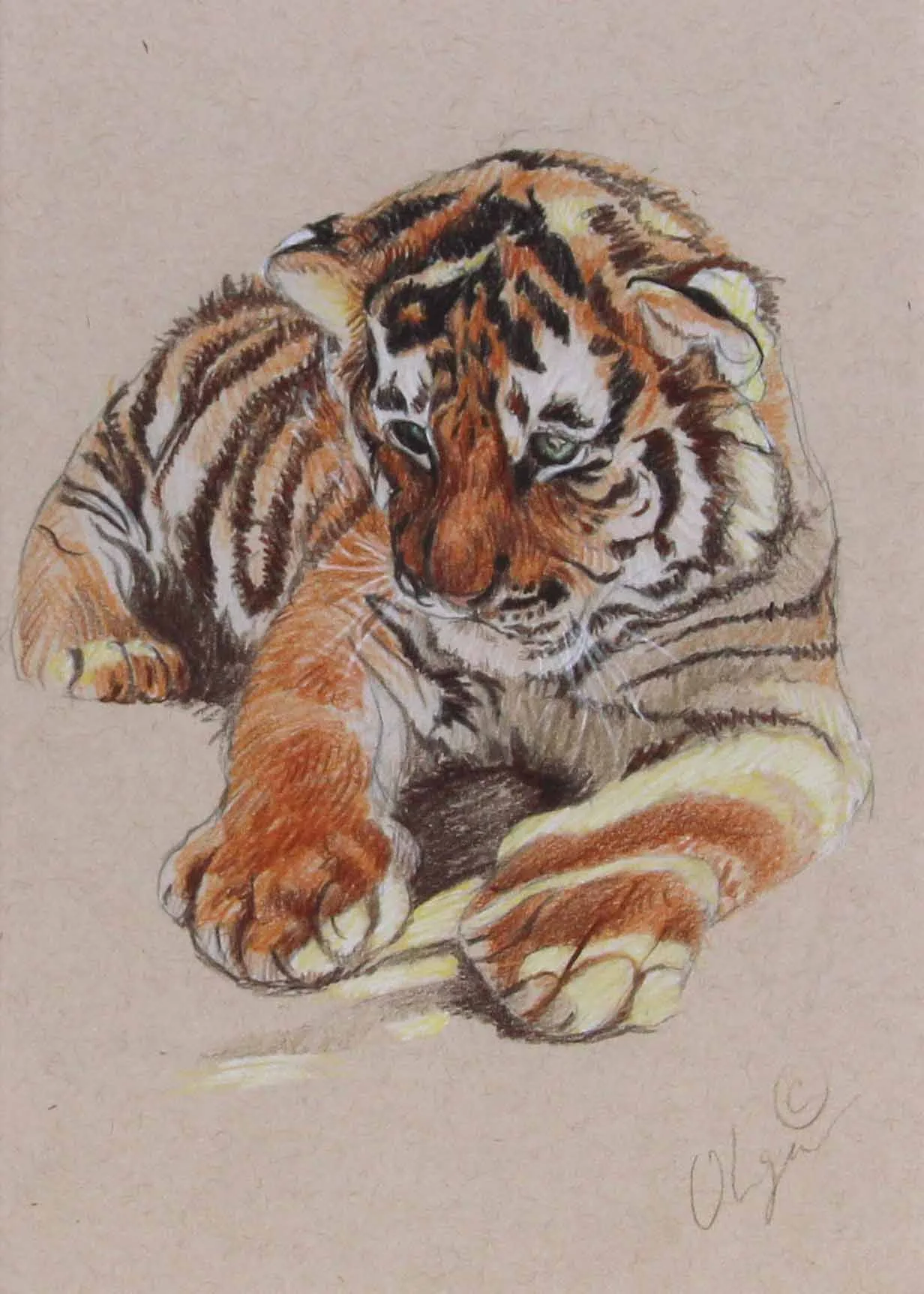 Small tiger cub.jpg