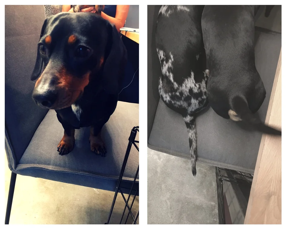 (Adorable) Fig 7A: Zeek, Bond 55 Member behind front desk; Fig 7B: (right) Zeek and Zaidee's tails wagging behind the front desk.