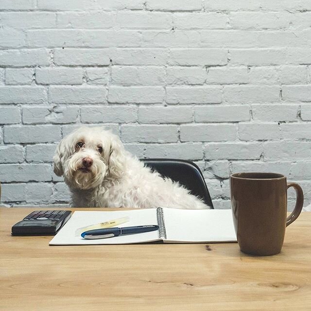 Tips for a productive day of work:⁠
⁠
☕ Grab your favorite beverage⁠
⁠
💻 Find the perfect workspace⁠
⁠
🐕 Lots of puppy cuddles⁠
⁠
#NiceWork⁠
⁠
📸: @newcollarco⁠