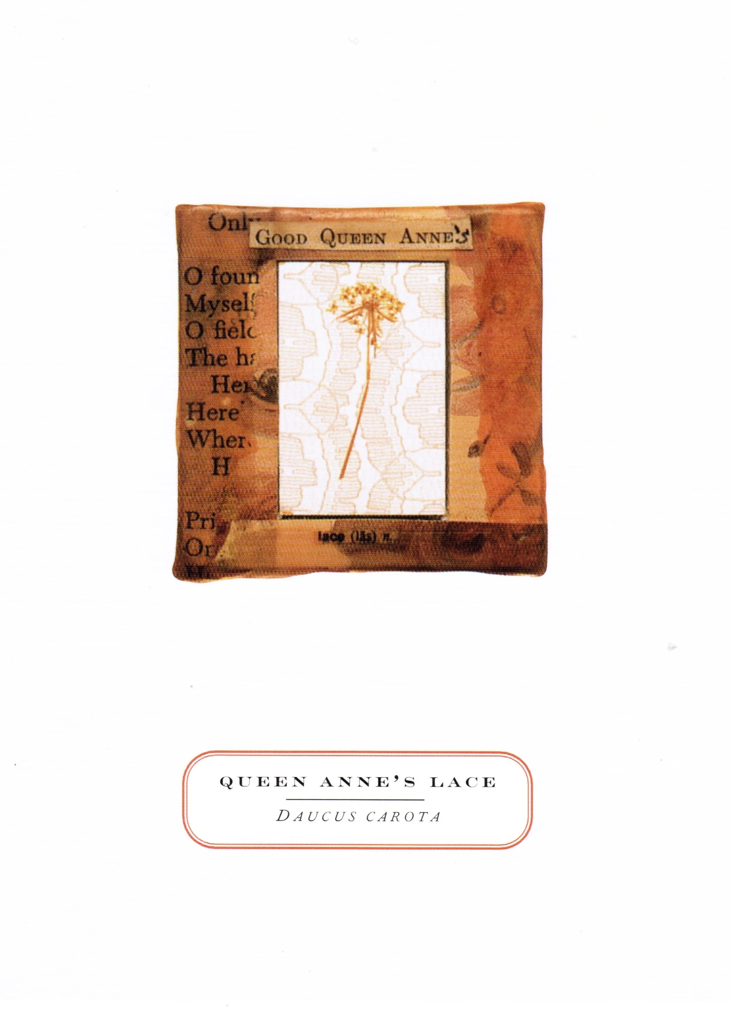 QUEEN ANNE'S LACE.jpg