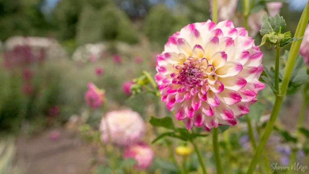 Dreamy Dahlia