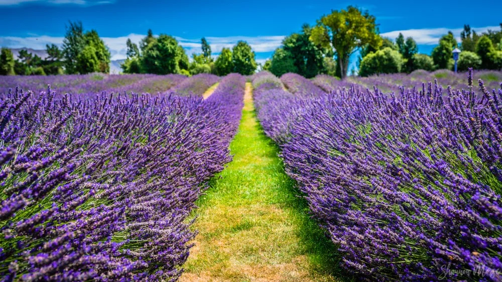 Wanaka Lavendar Farm
