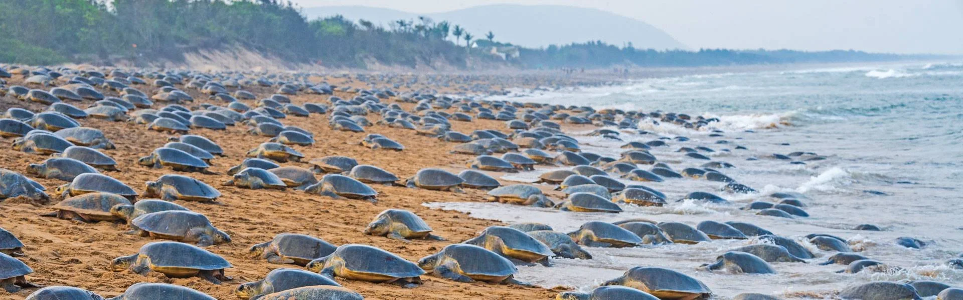 Sea Turtle Arribada