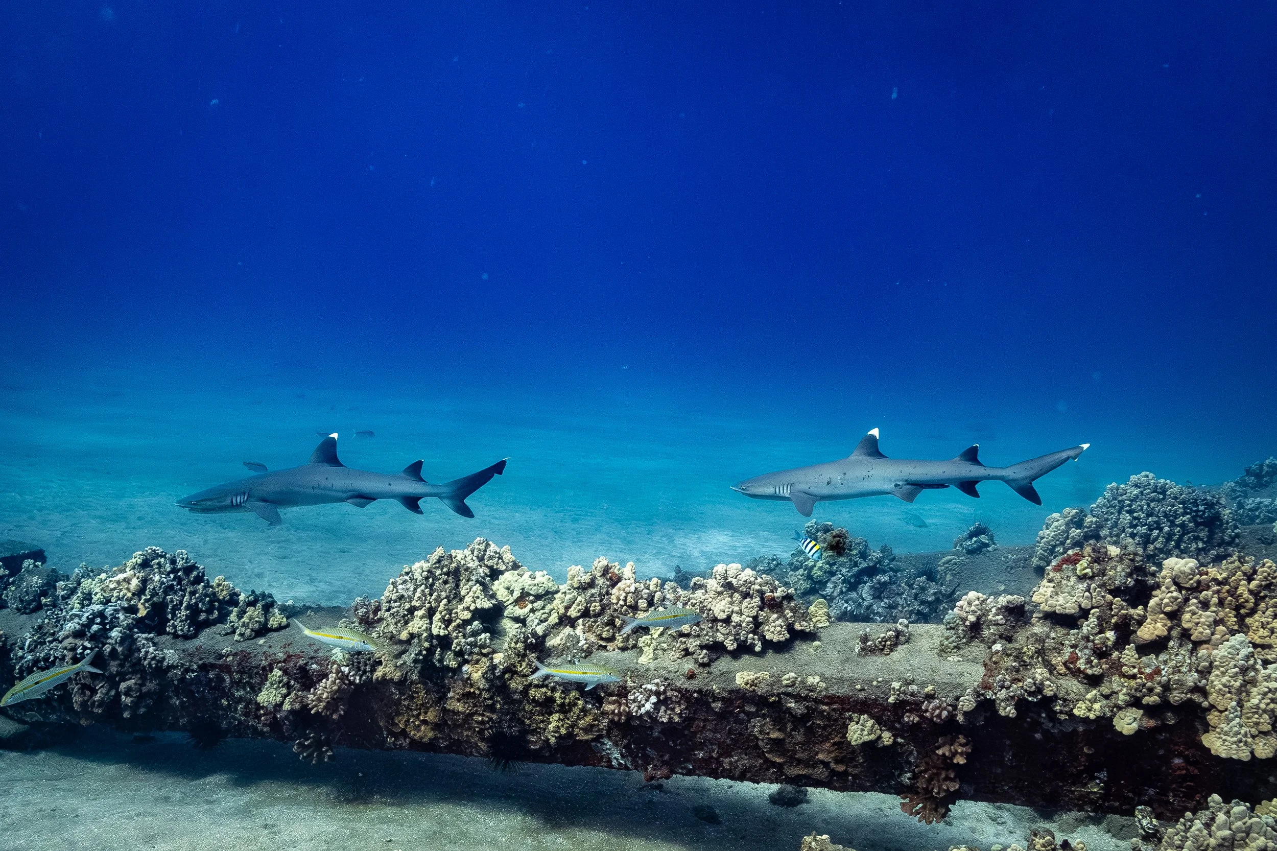 White Tip Reef Sharks on Maui