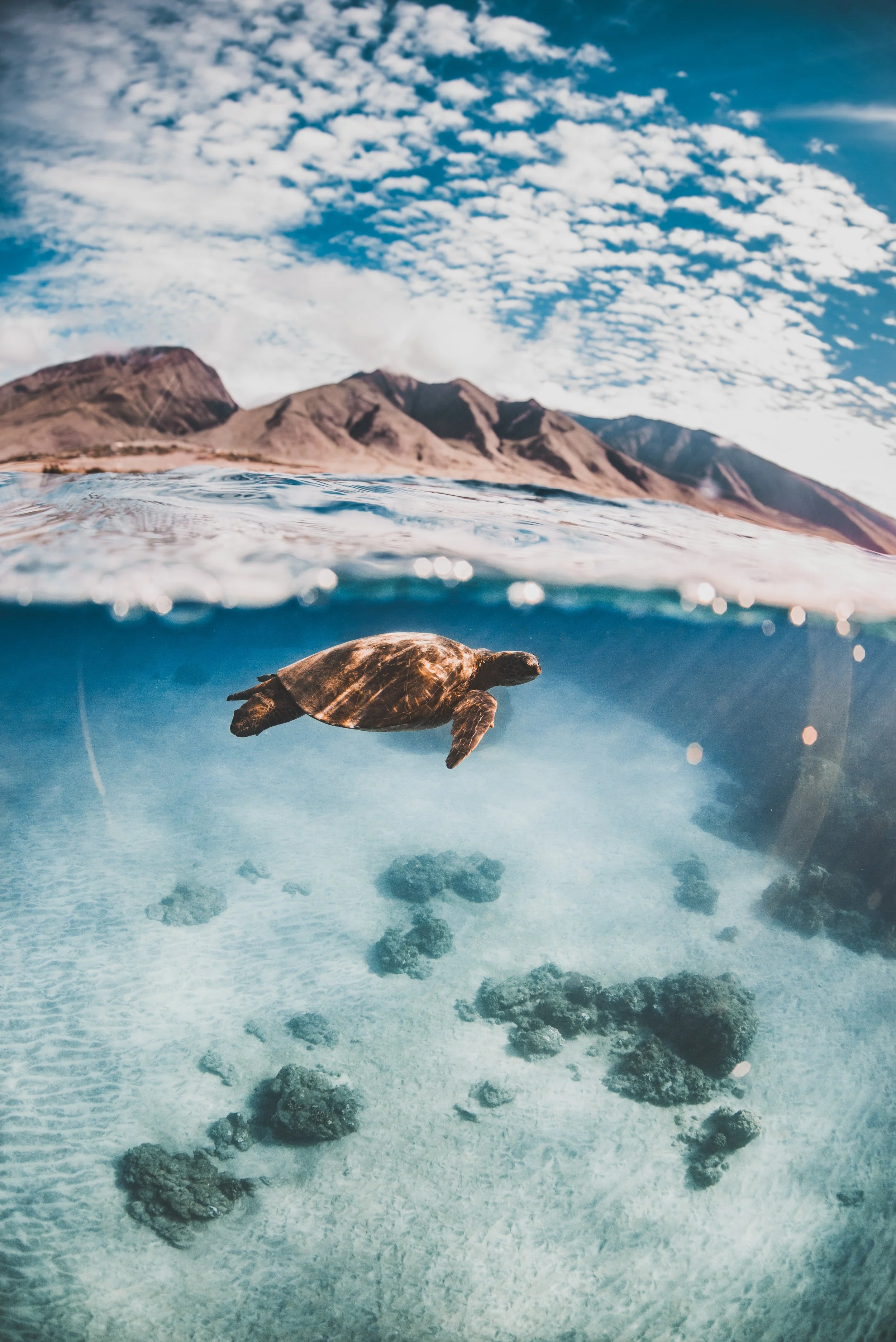 Hawaiian green sea turtle swimming underwater during a Trilogy Excursions snorkeling tour in Maui