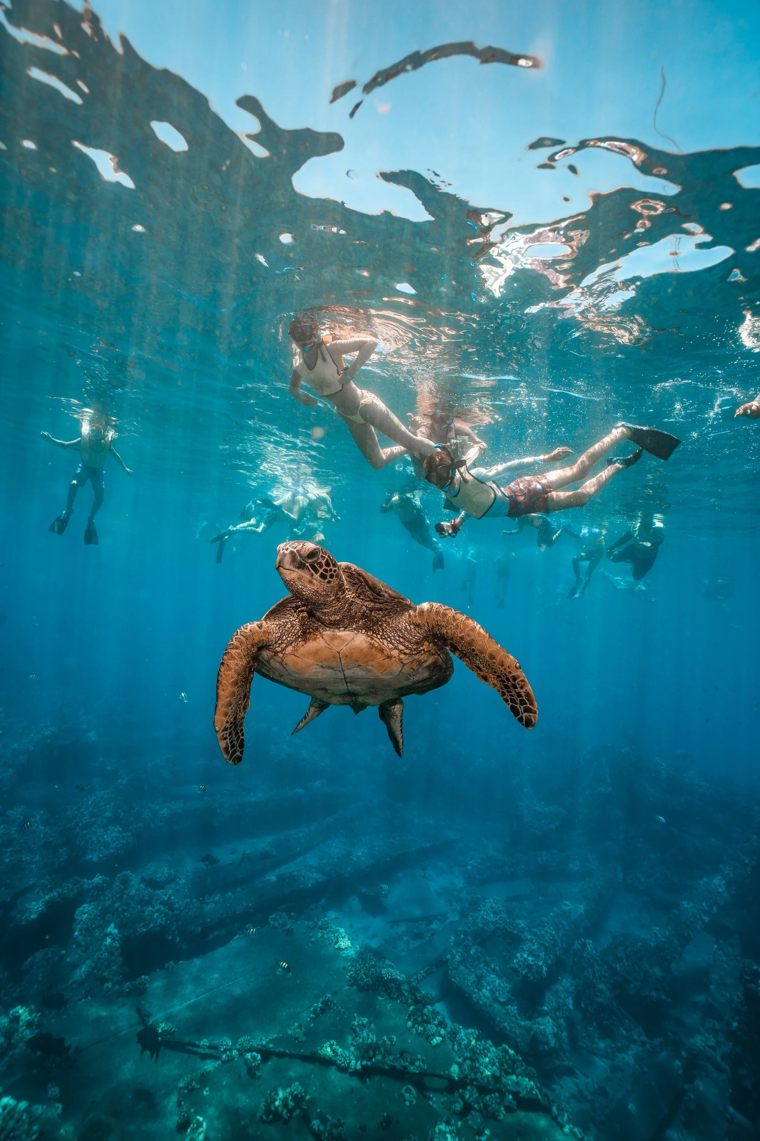 Hawaiian honu swimming through clear blue water on Trilogy's Turtle Reef Snorkel excursion