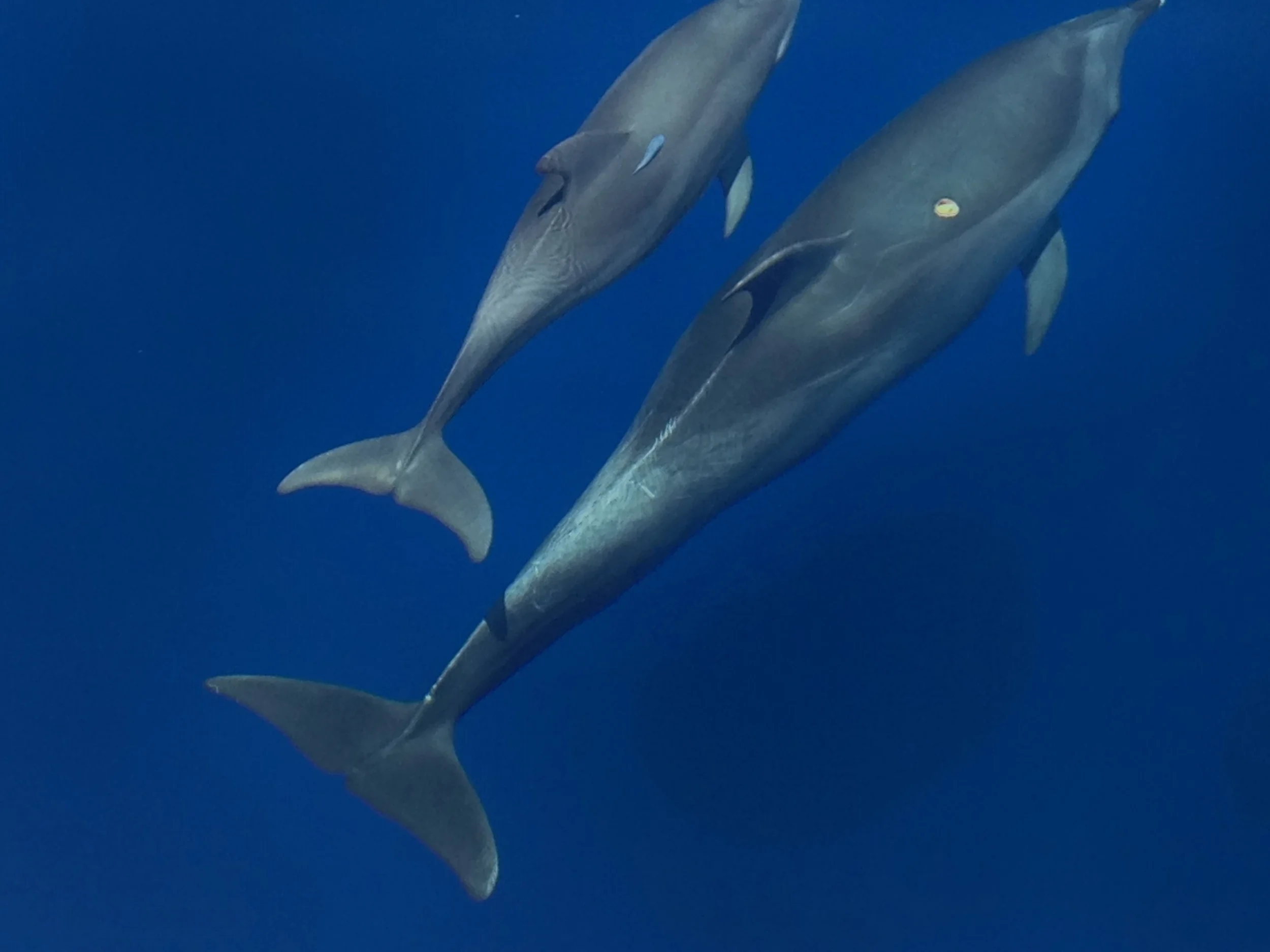 Dolphin Research with Citizen Science