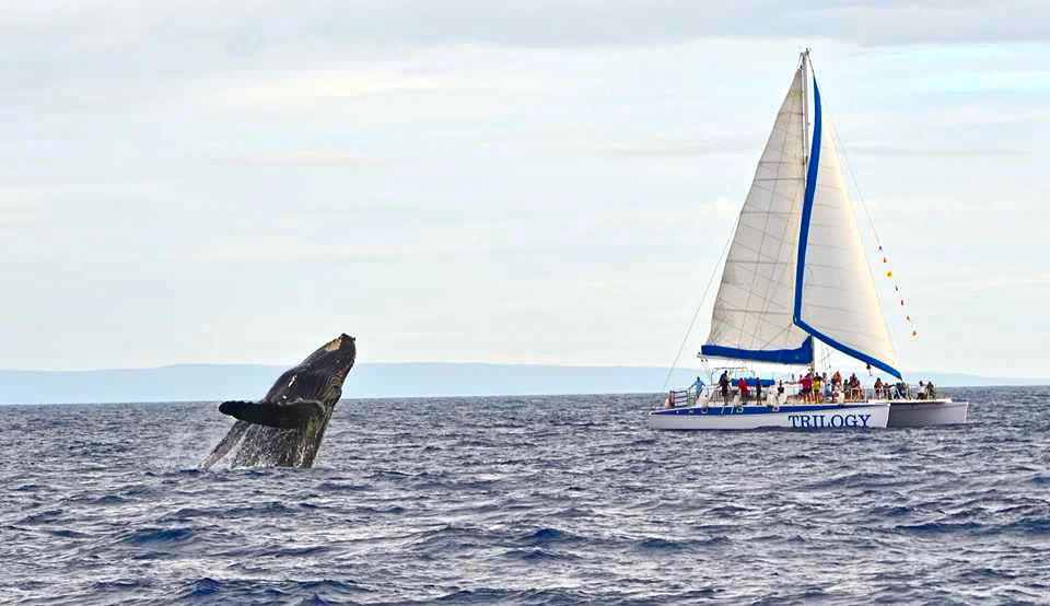 Humpbacks Are Back, Alright!