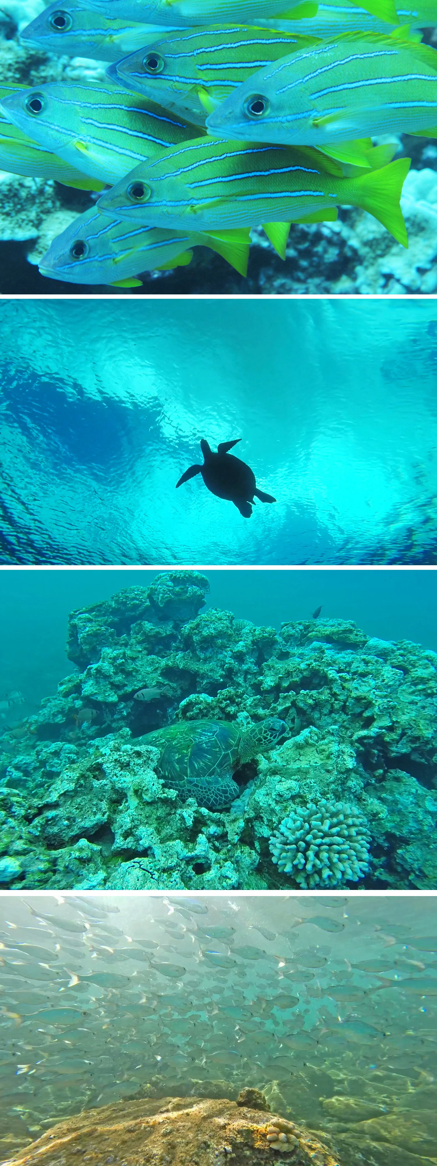 Honolua and Mokulei‘a The Two Bays of the Kaanapali Snorkeling Tour