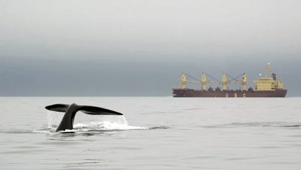 Seismic Blasting and Cetaceans