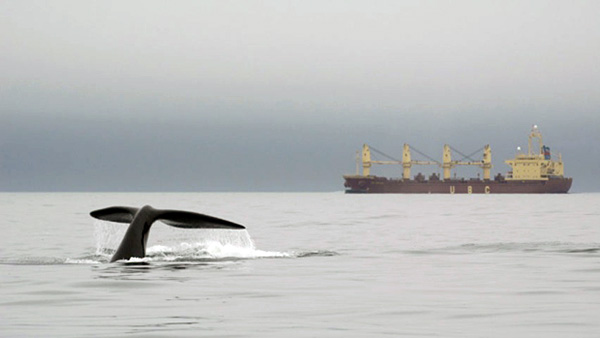 hi-nb-right-whale RS