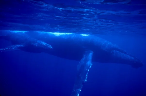 TrilogyWhale_4x6