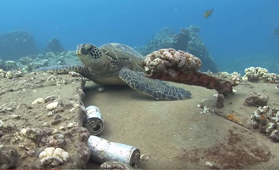 Blue Aina Turtle