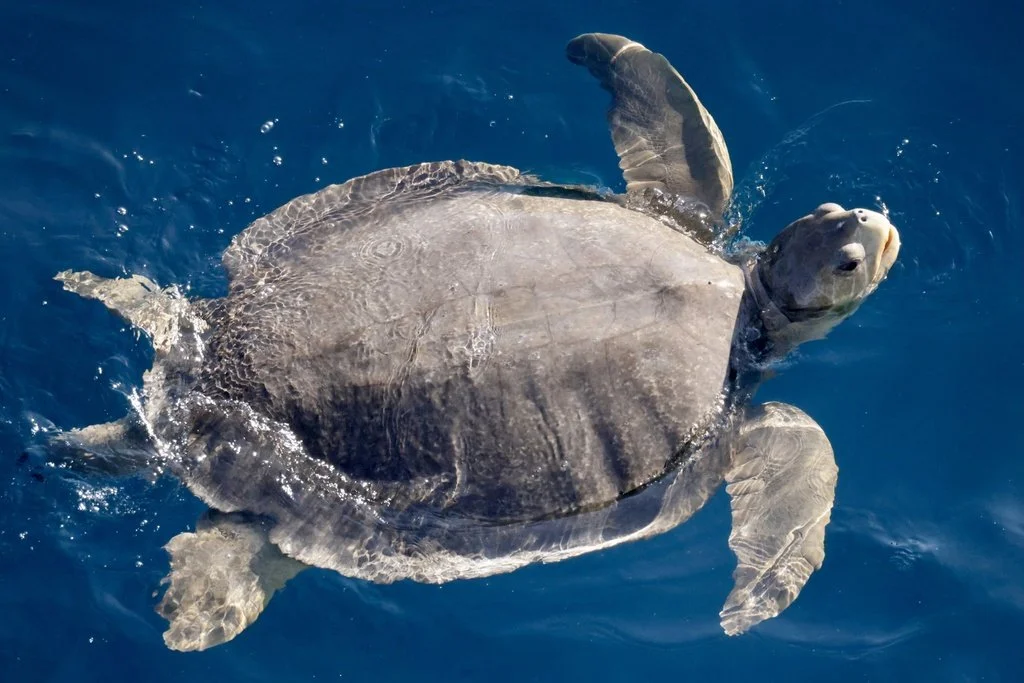 sea turtle only found in australia
