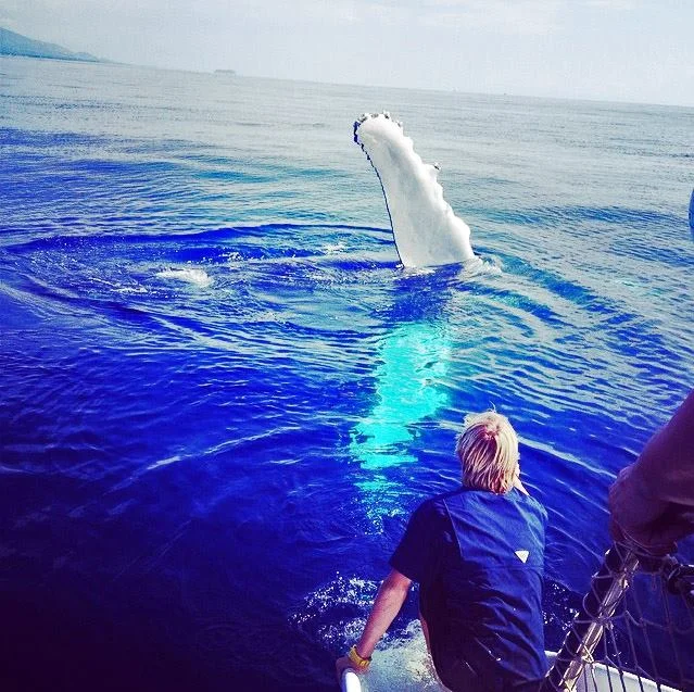 Maui whale breach
