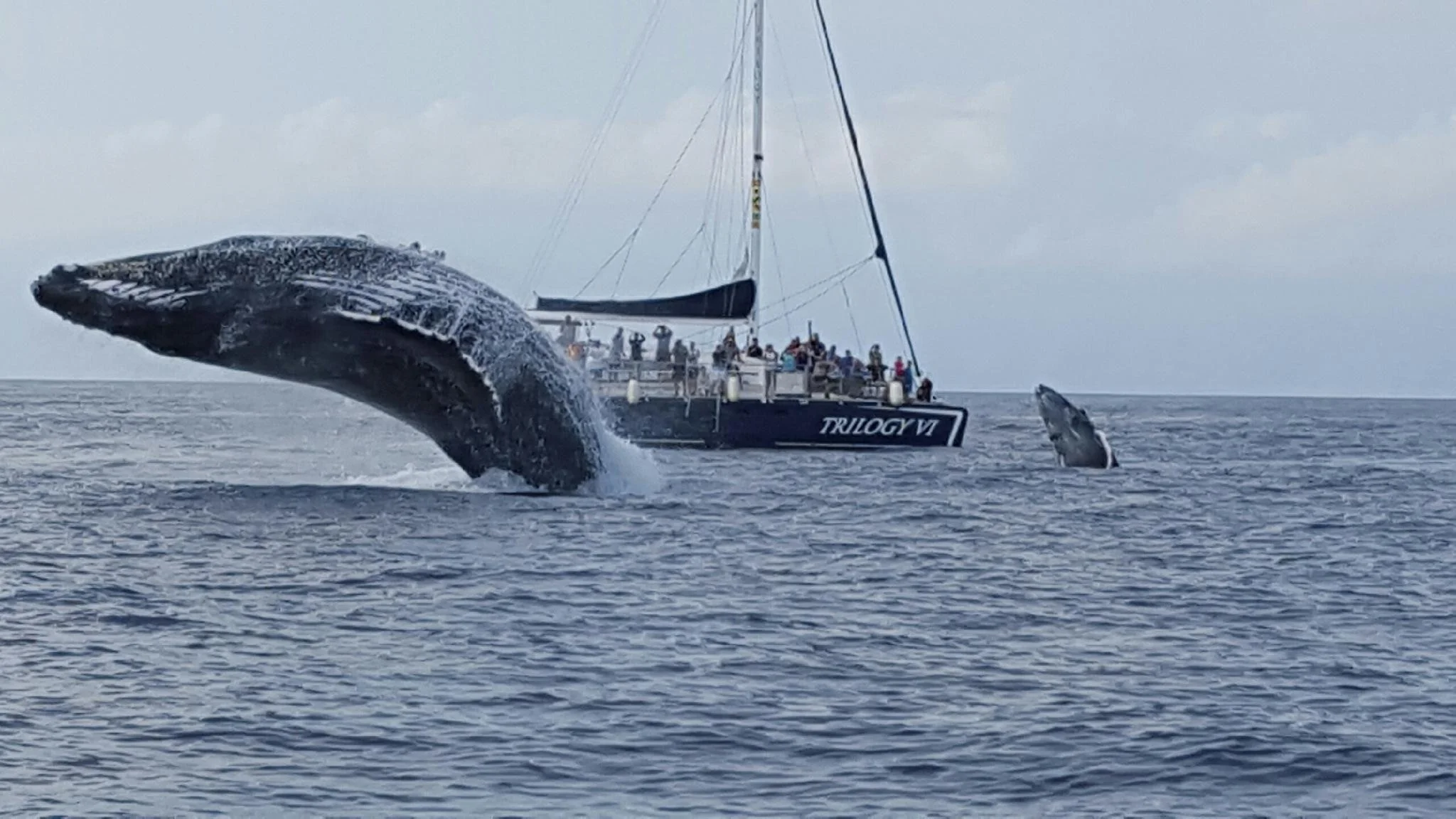 Double Breach on a whale watch in Maui