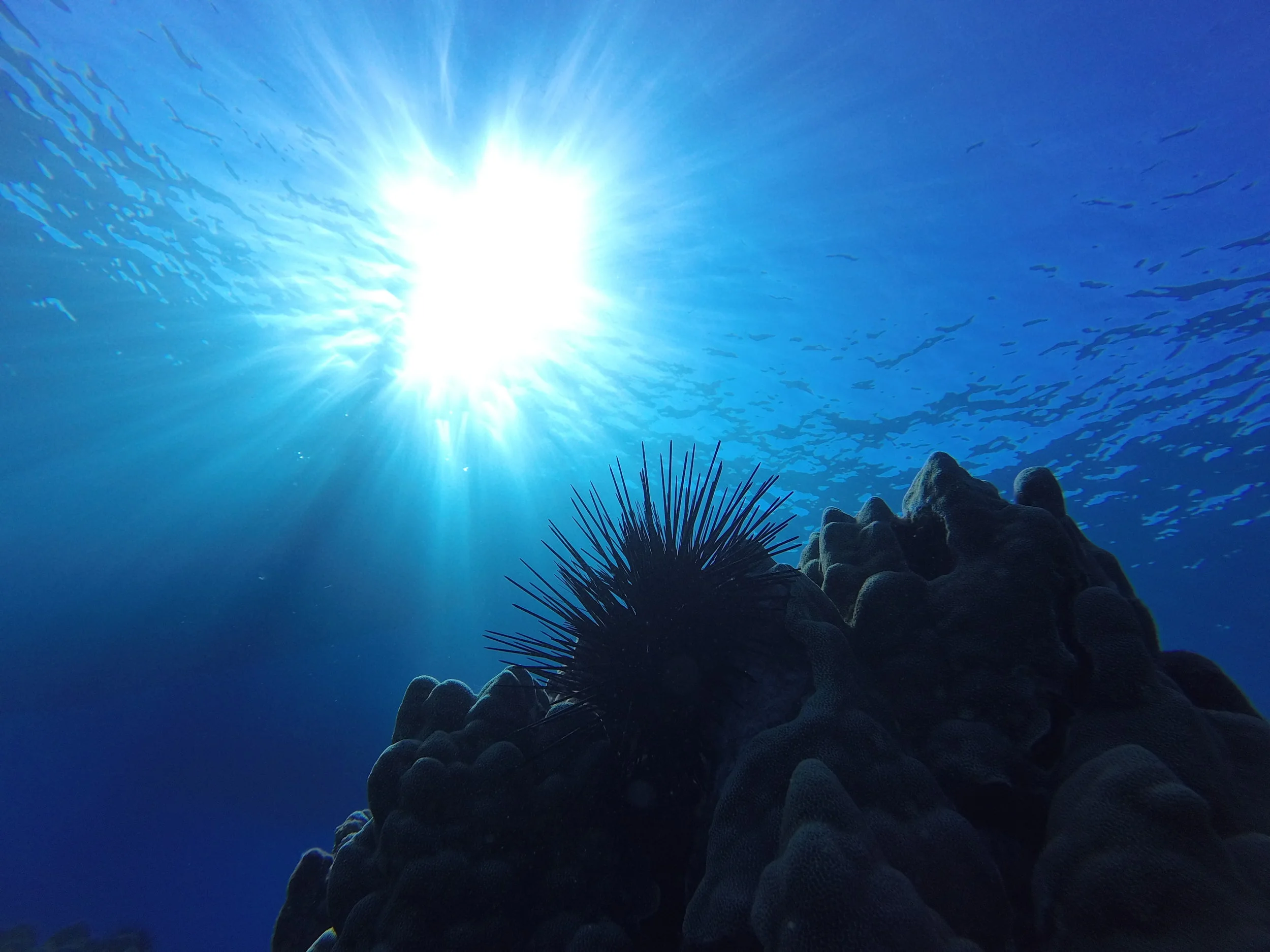 Blue'Aina Kicks Off The 2017 Educational Series