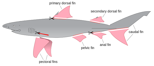 640px-Shark_finning_diagram.svg.png
