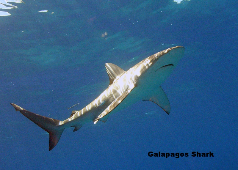 Carcharhinus_galapagensis_hawaii.jpg
