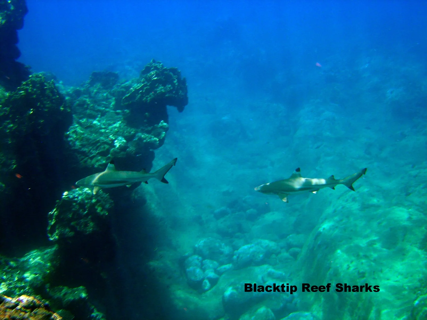 Are there sharks here? Yes, they live in the ocean. — TRILOGY CAPTAIN'S LOG