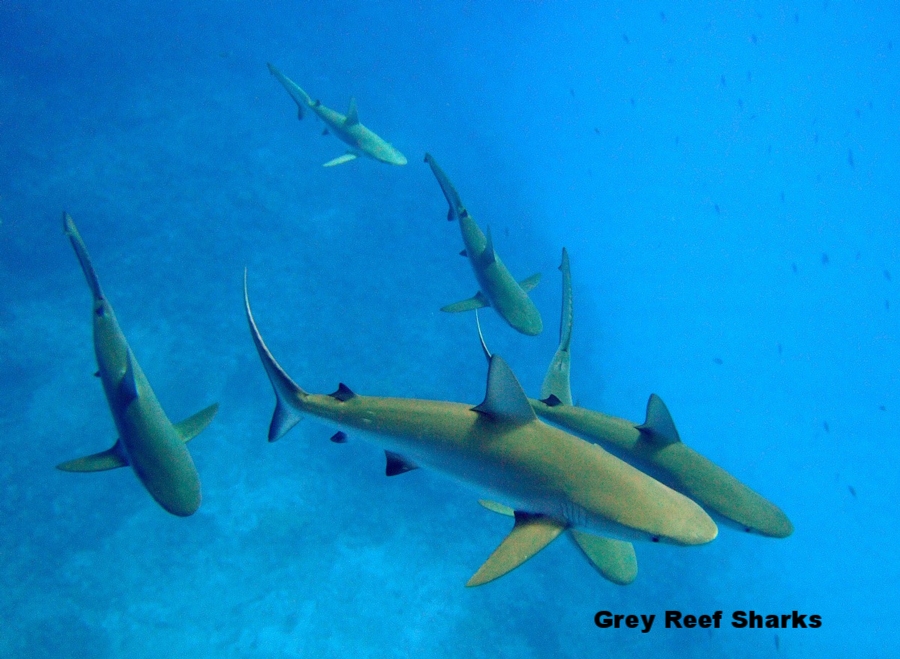 Carcharhinus_amblyrhynchos_kure_atoll.jpg