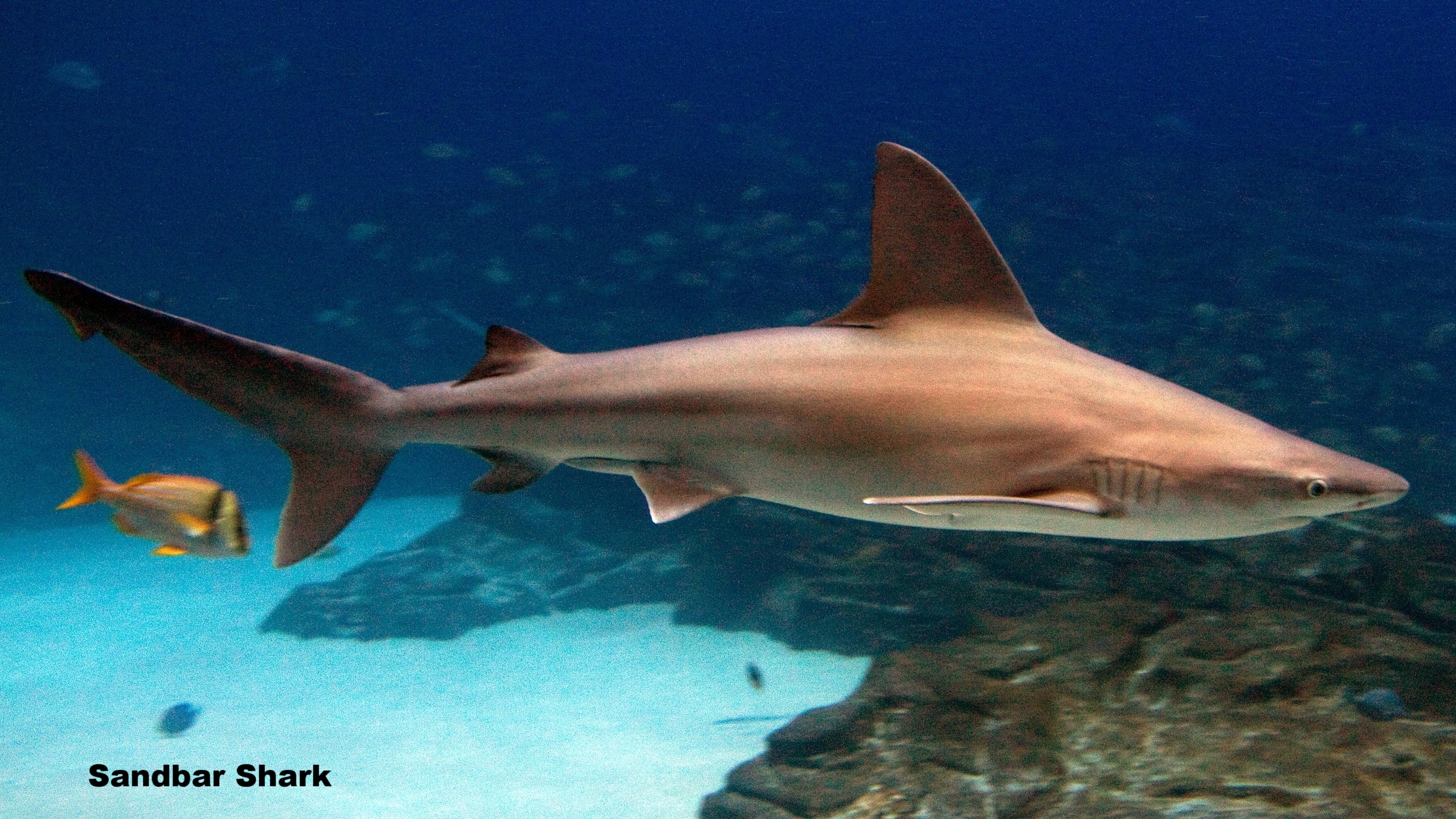 Carcharhinus_plumbeus_georgia.jpg
