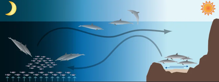 spinner dolphin activity.jpg