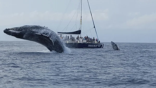 Maui whale watching tours
