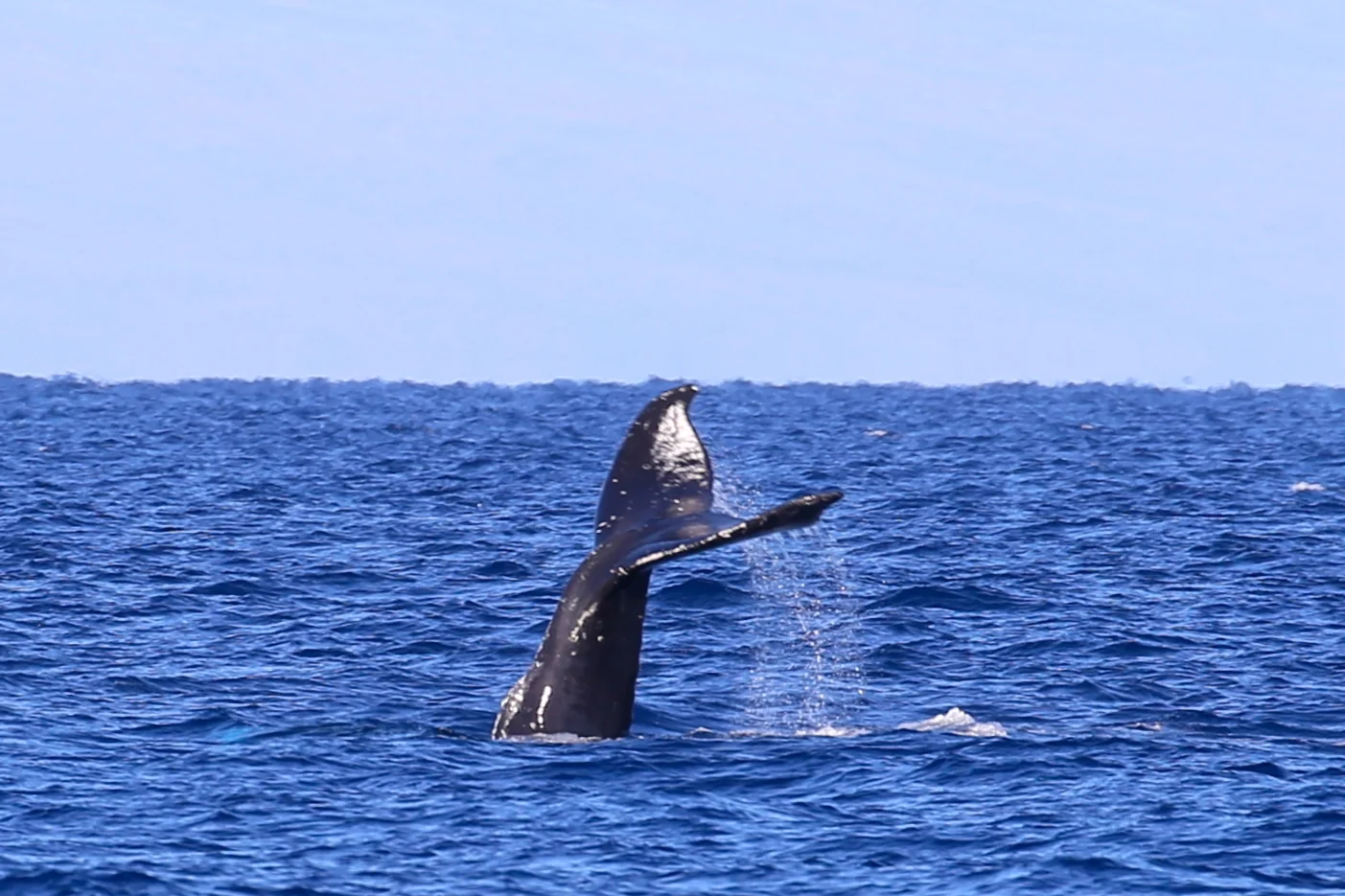 Maui whale watching tours