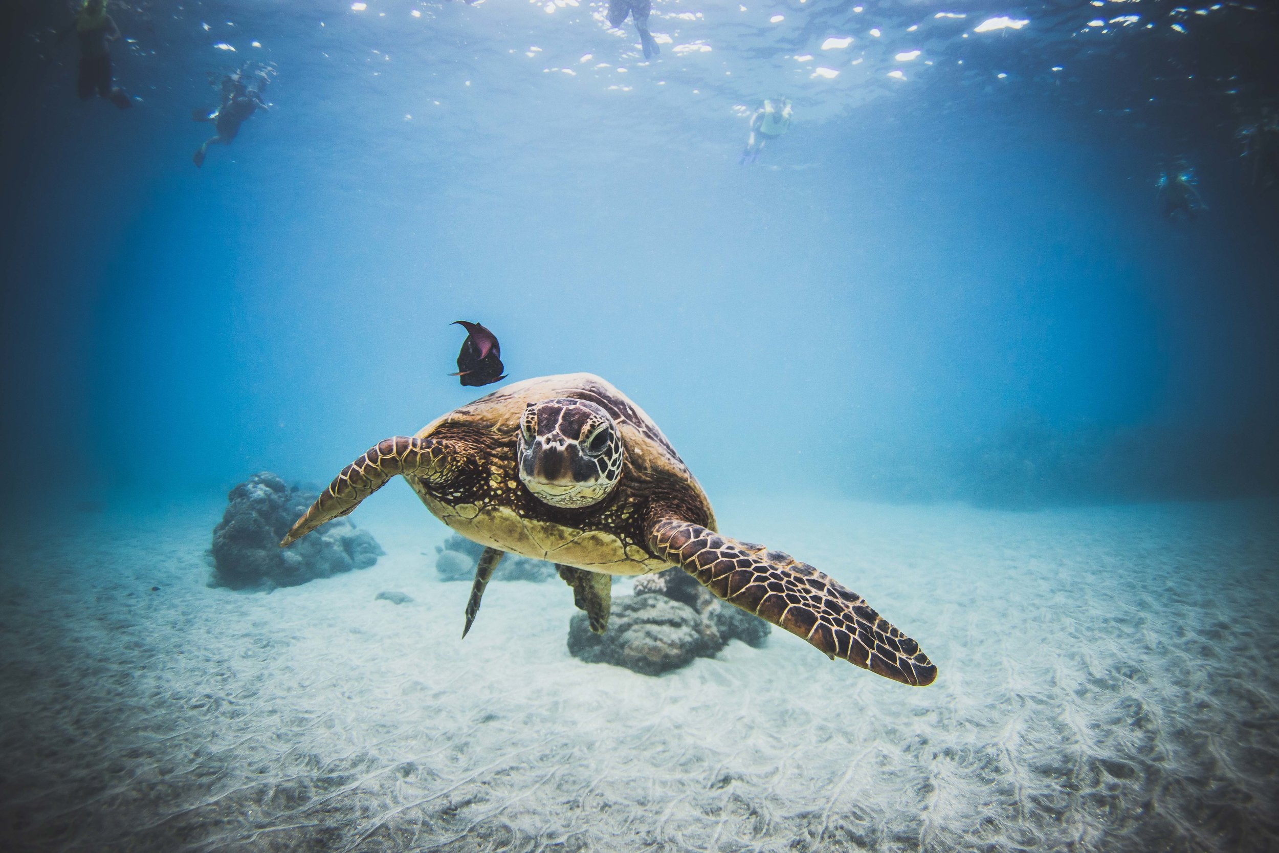 When Do Sea Turtles Lay Eggs In Hawaii