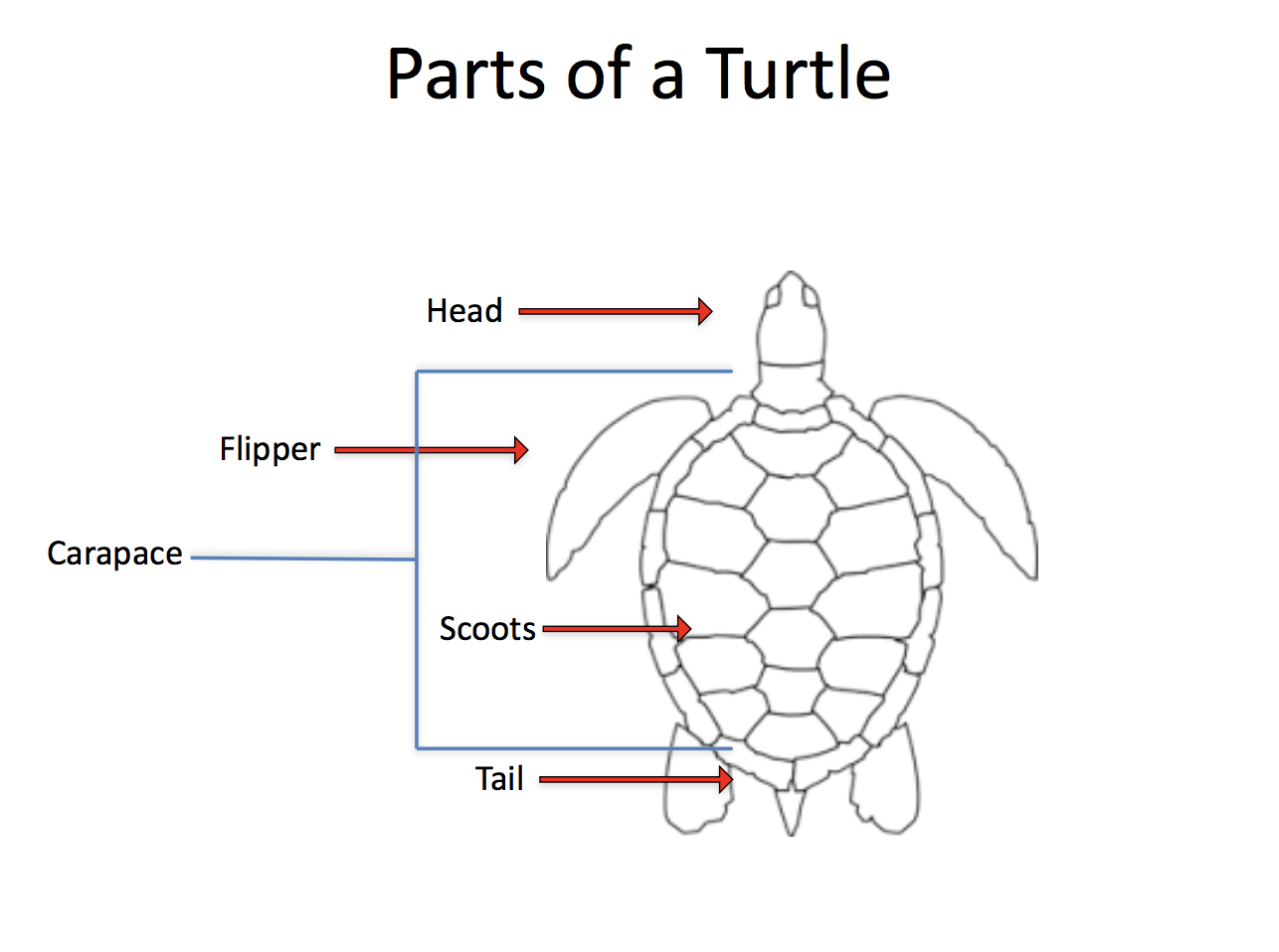 Sea Turtle Body Parts Diagram – Sea Turtle Life Cycle – EBJS