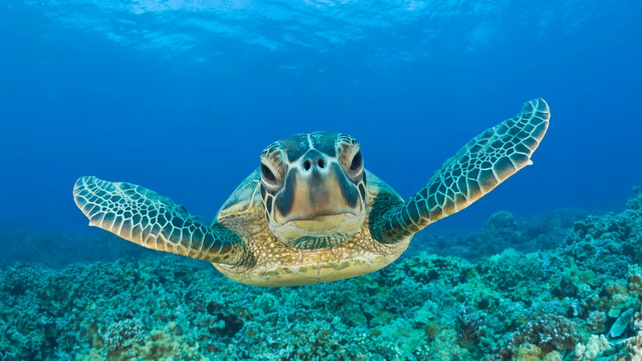 It's Turtle Time in Hawai'i