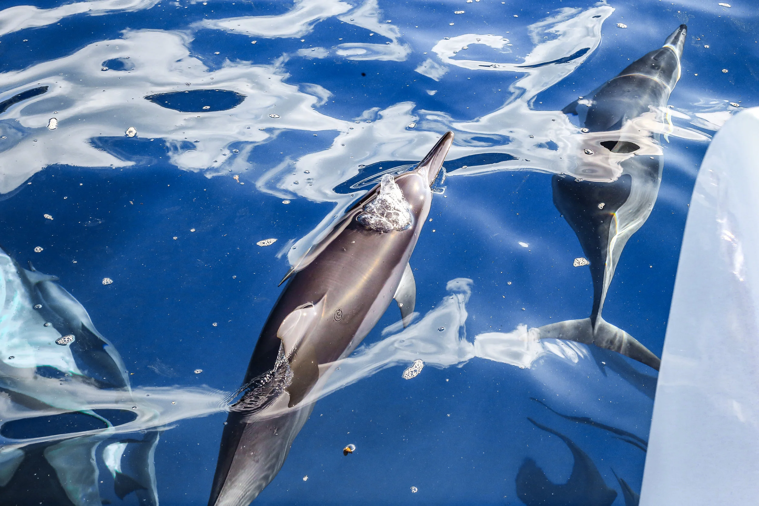 Blue'Aina with Surfrider Foundation & Maui Hotel and Lodging Association