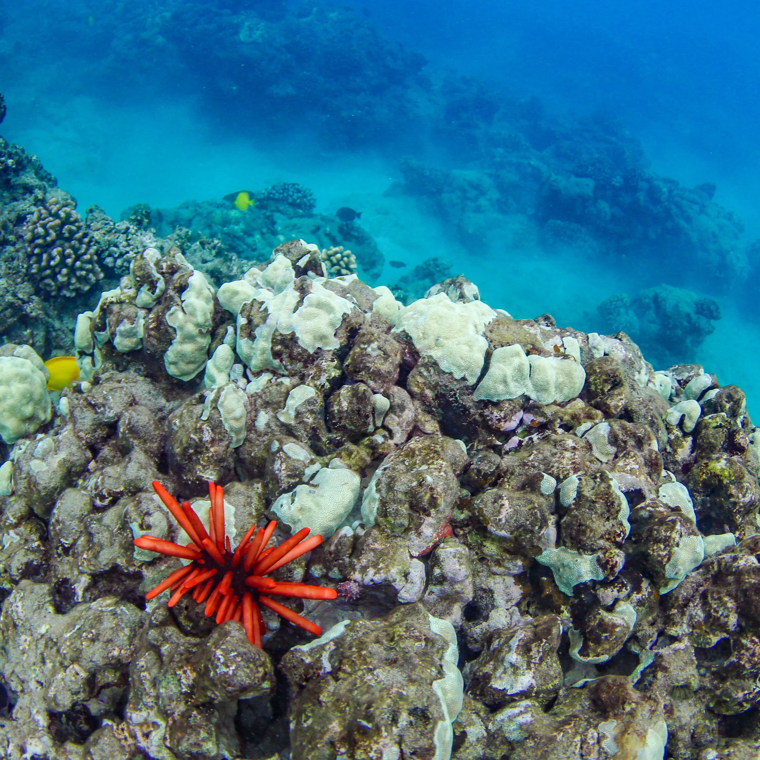 Blue'Aina Raises Reef Health Awareness with Sponsors Trilogy & Hard Rock Cafe