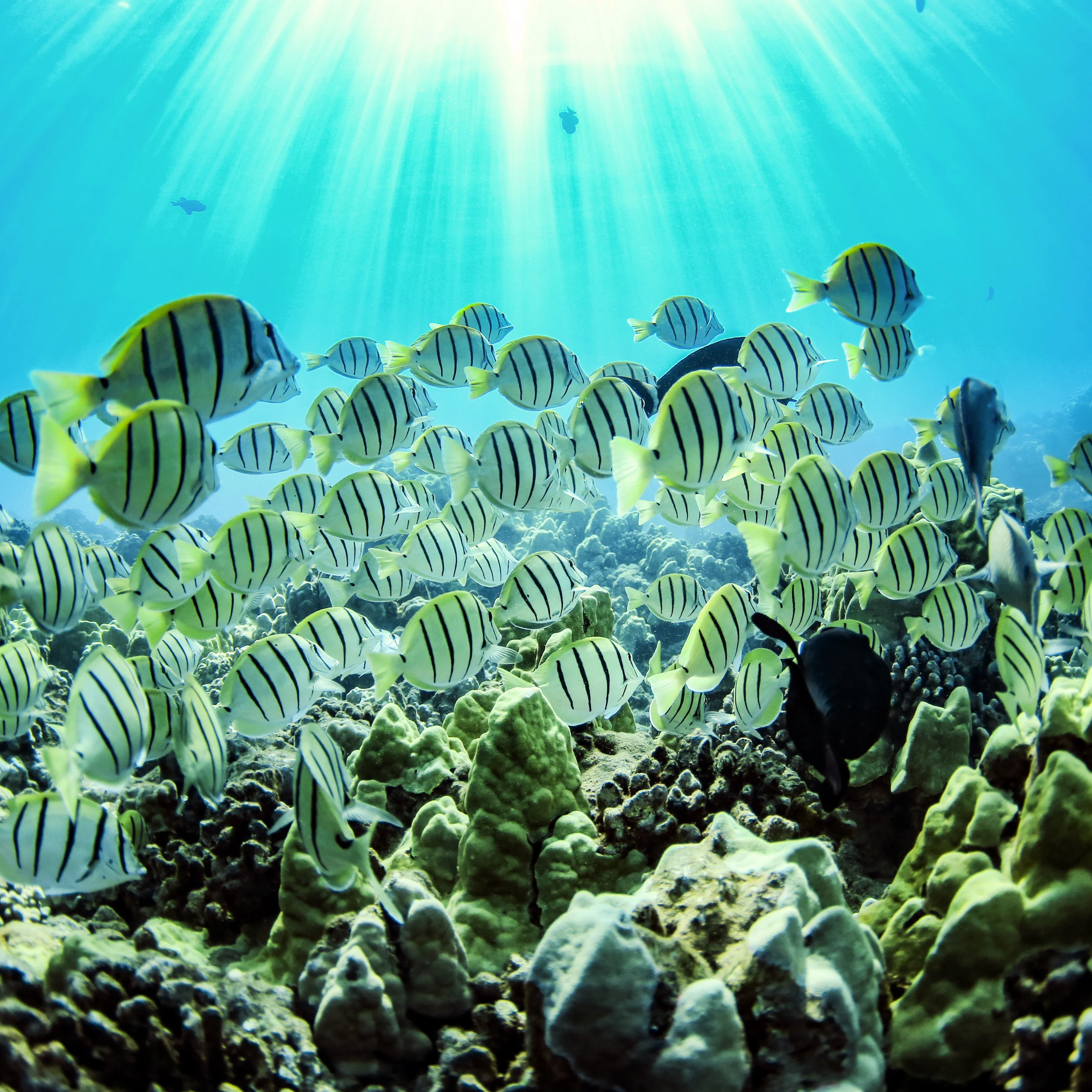 The Importance of Ecotourism in Hawaii