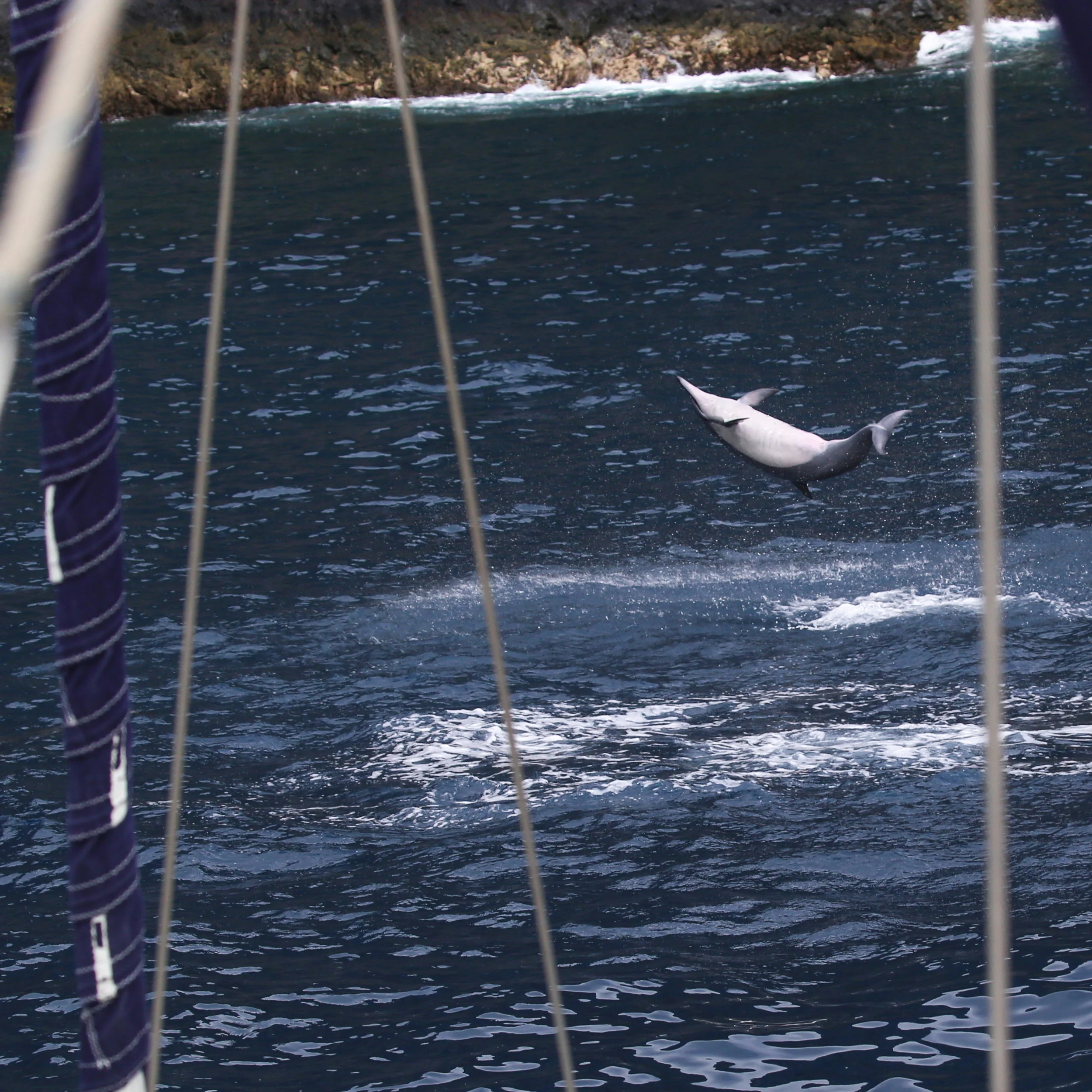 The Ultimate Guide to Hawaiian Spinner Dolphins