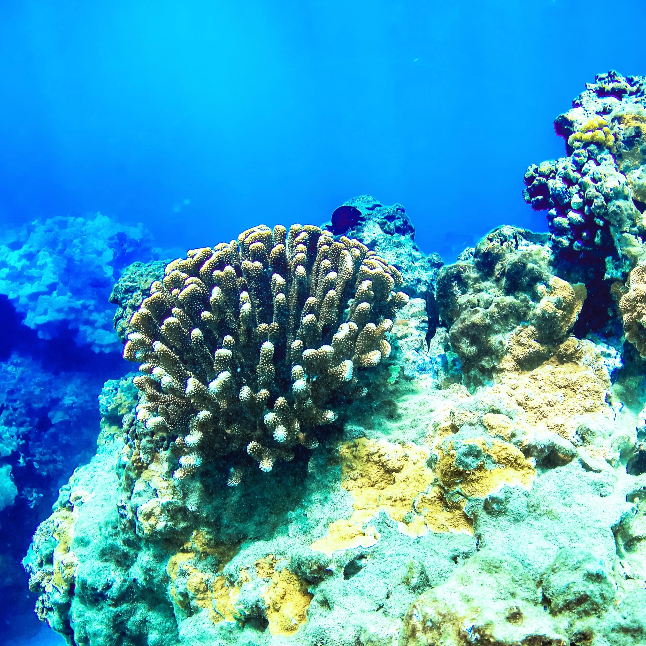 BlueʽAina Cleans Up Honolua Bay and Raises Money For Hawaii Wildlife Fund