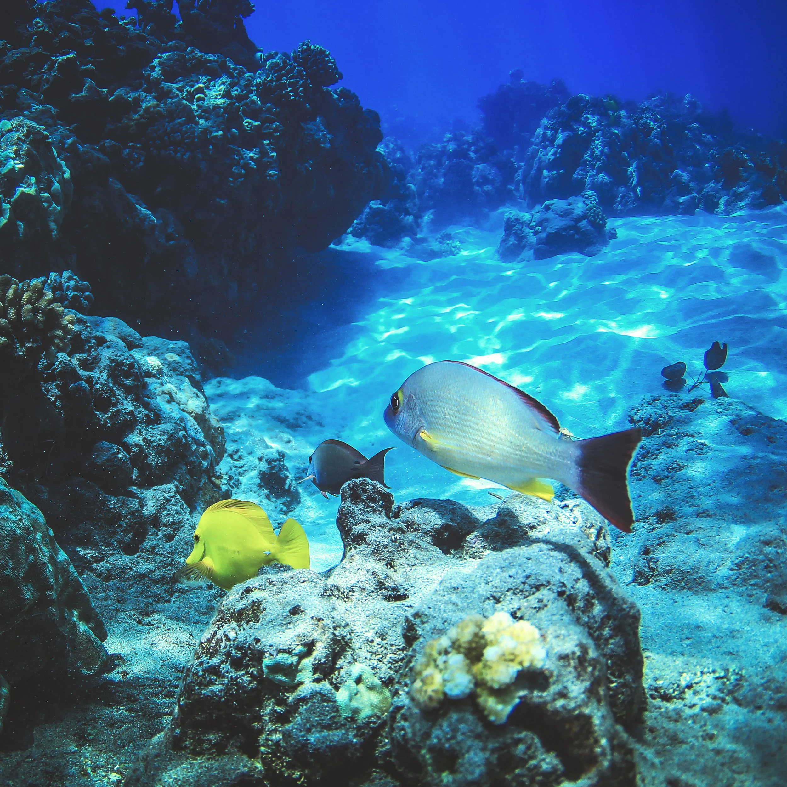 BlueʽAina heads to Puʽu Kekaʽa (Black Rock)