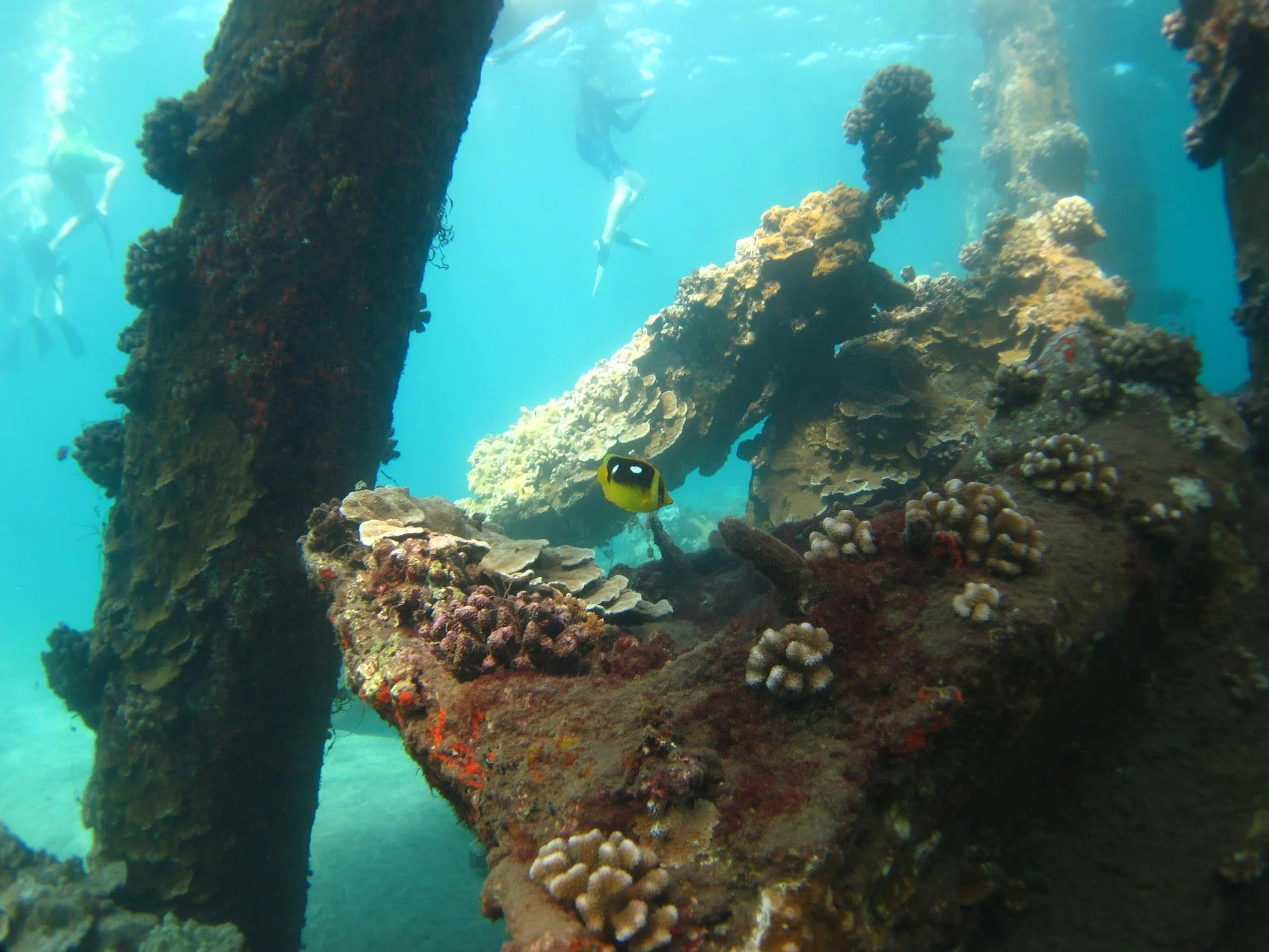 Maui Snorkeling Guide: Mala Wharf