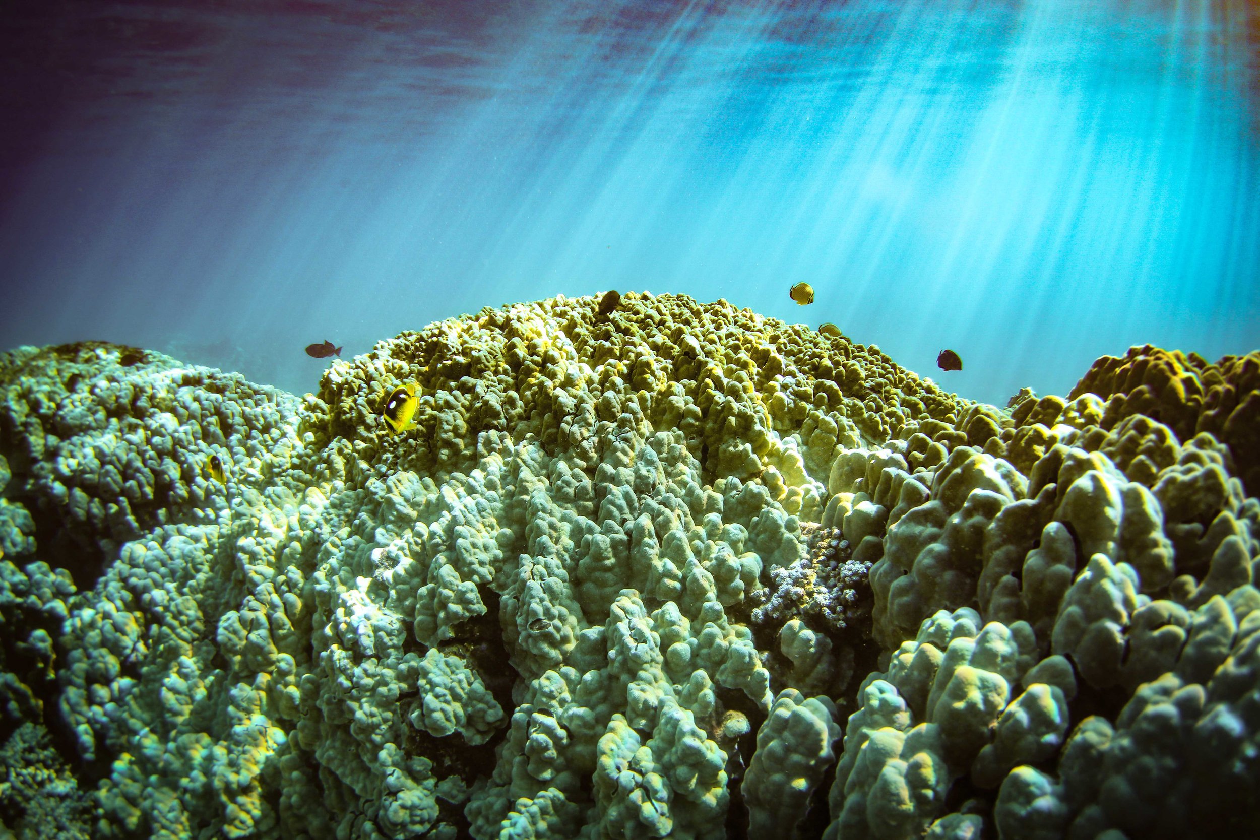 A Guide To Maui Olowalu Reef The Captain S Log