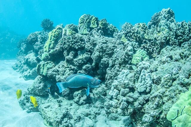 Social distancing with a little Sunday snorkel 🤿🐠🐟🌊💦 #sailtrilogy⁠⠀
.⁠⠀
.⁠⠀
.⁠⠀
.⁠⠀
.⁠⠀
⁠⠀
#Trilogy #snorkel #sailing #SNUBA #ocean #underwater #snorkeling #swim #diving #adventure #hawaii #vacation #freedive #adventures #paradise #underwaterlif