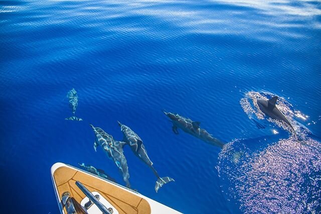 Missing our friends . . . hbu? 🐬🐬🐬🐬🐬 #sailtrilogy⁠
📷: @islanddreamproductions⁠
.⁠
.⁠
.⁠
.⁠
.⁠
⁠
#Lanai #Trilogy #snorkel #sailing #SNUBA #ocean #underwater #snorkeling #swim #diving #adventure #hawaii #vacation #freedive #adventures #paradise #
