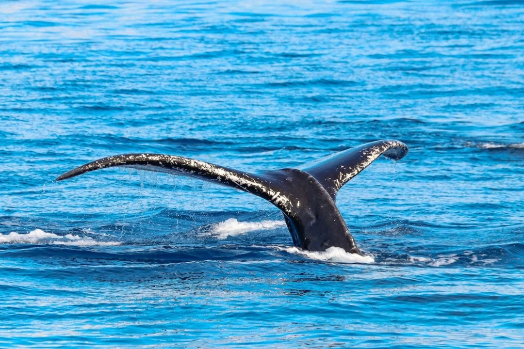 Thar She Blows! An Intro To Common Whale Behavior On Maui Whale Watching Tours