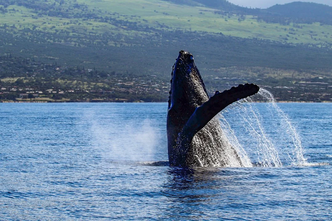 What Is The Best Month To Go Whale Watching In Maui?