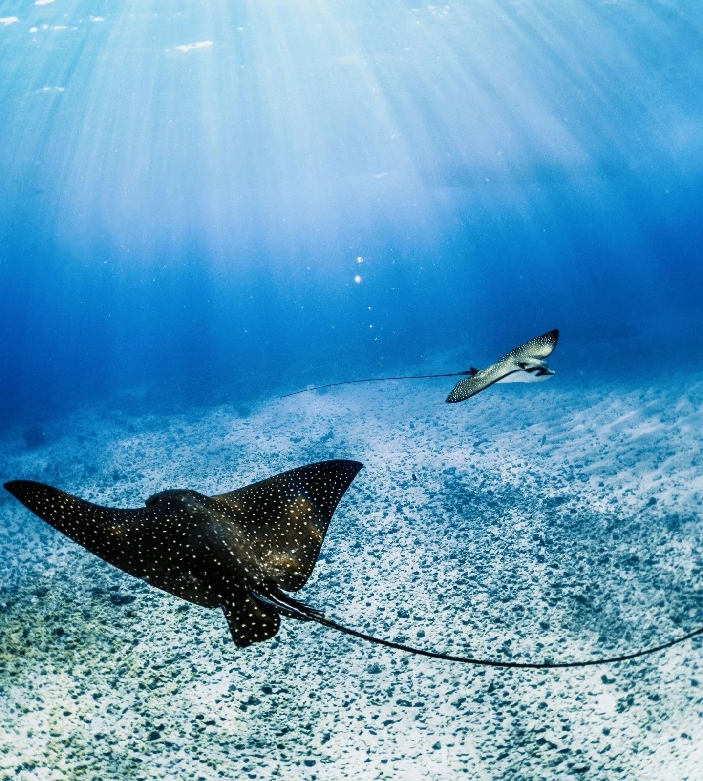 Meet Maui's Rays
