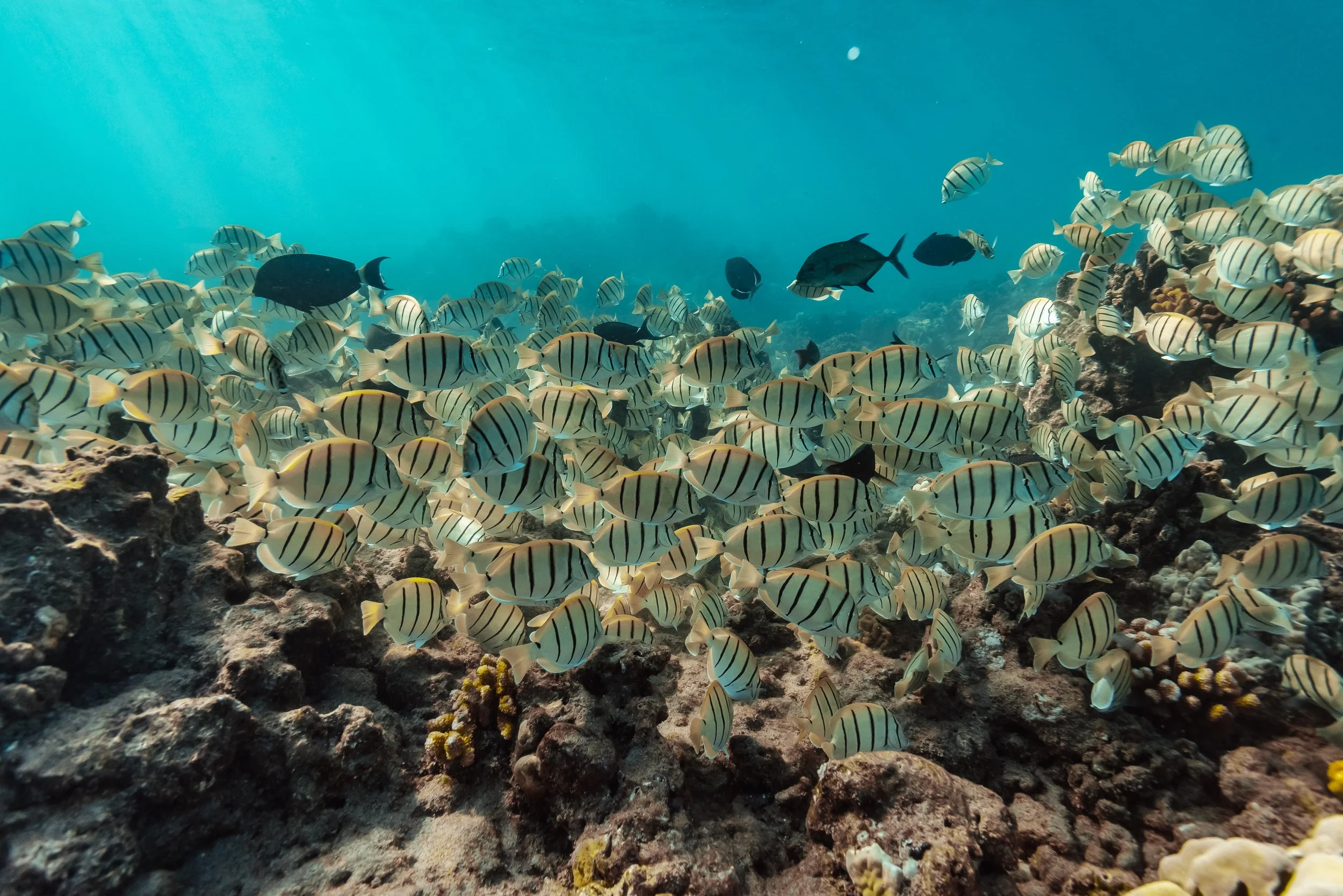 Snorkeling with Trilogy